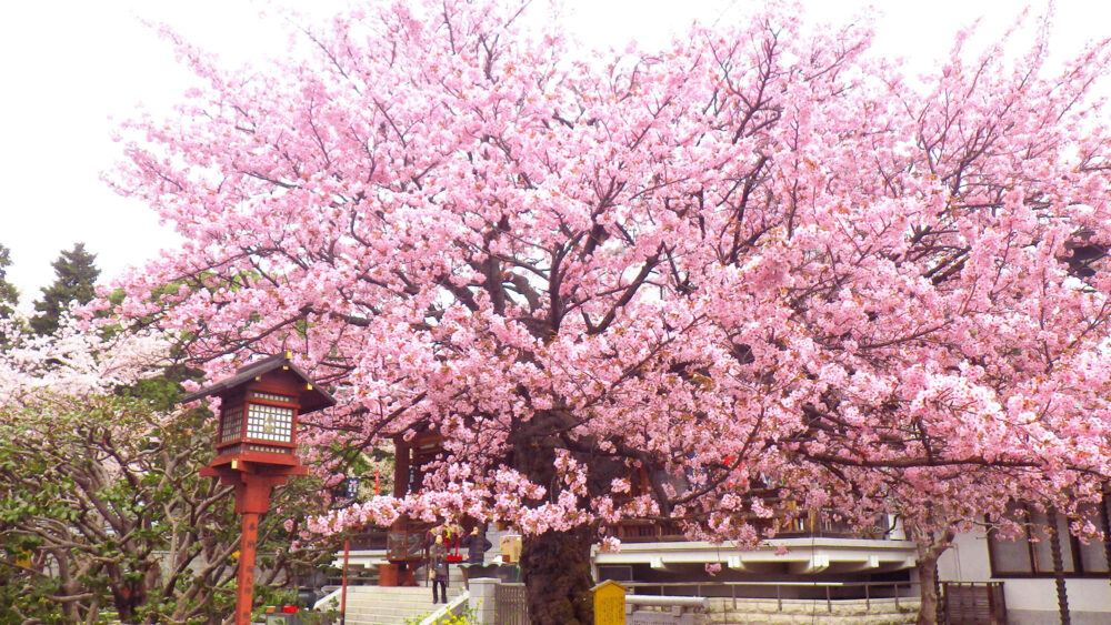 一重桜と八重桜が咲く不思議な桜