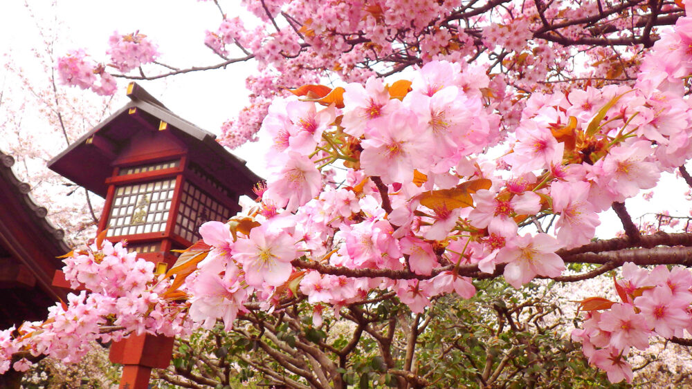 桜と灯籠